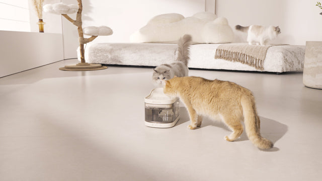 cats drinking from PetSnowy oilclear pet water fountain