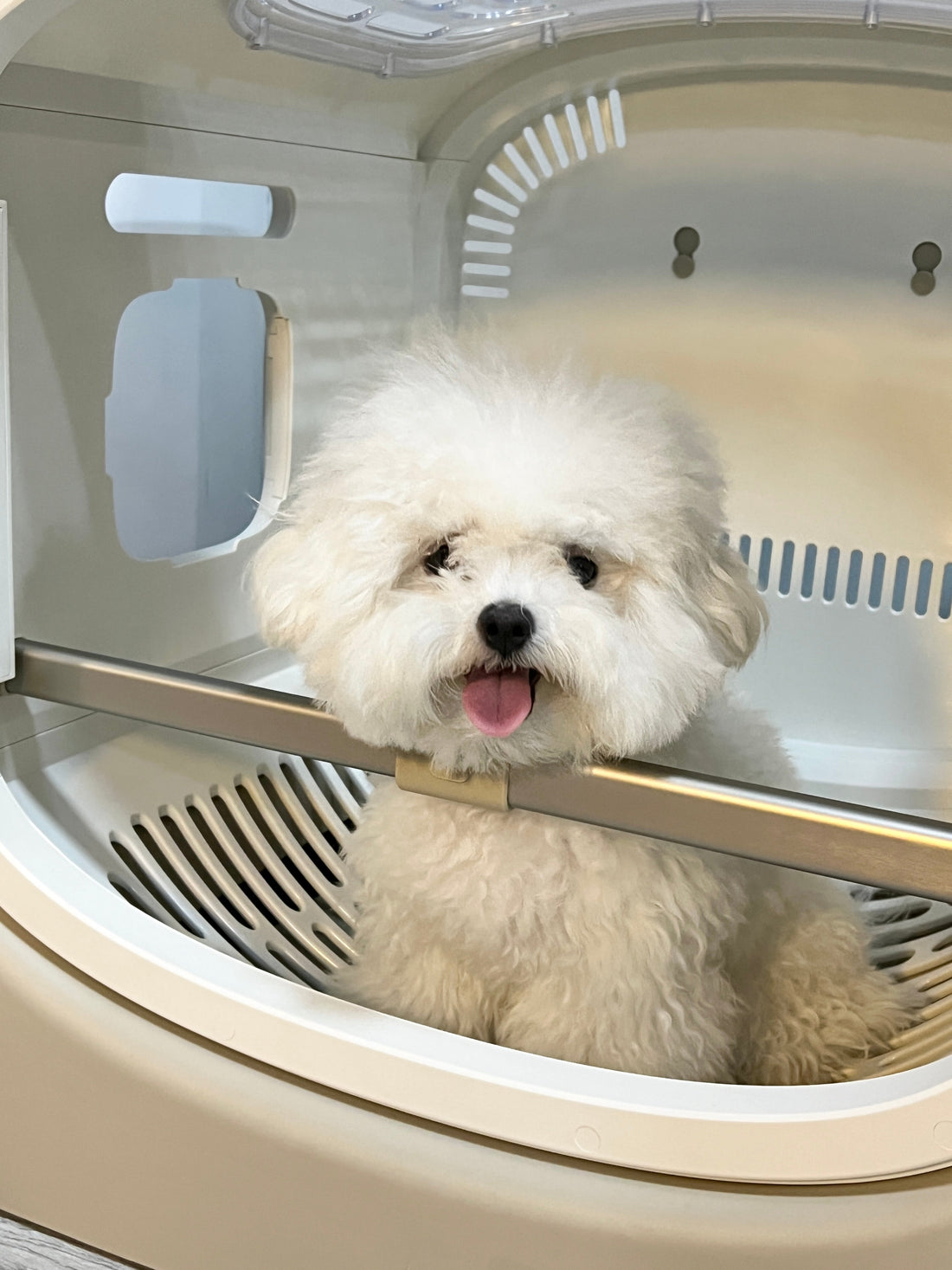 What Pets Can Use a Pet Dryer Box?