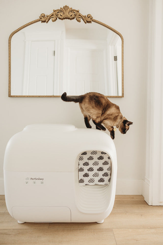 Making Your Cat Comfy: What Makes Cats Feel Secure?