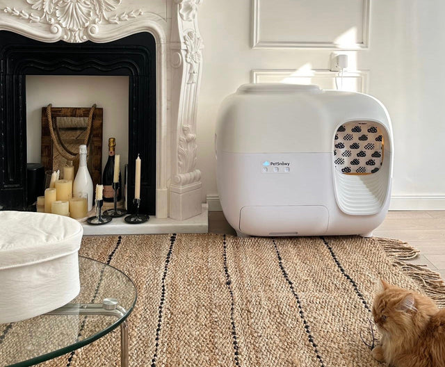 things you should know when introducing a second cat