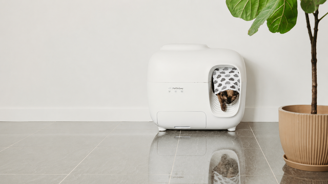 cat with petsnowy litter box during back to school