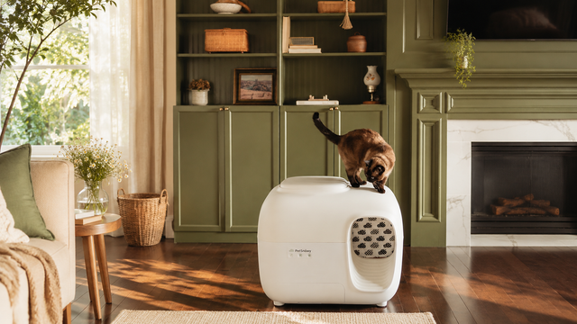 Indoor cat in a cool room during summer