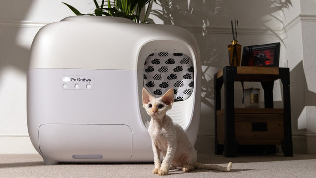 Cat walking away from a clean litter box area with less litter tracking