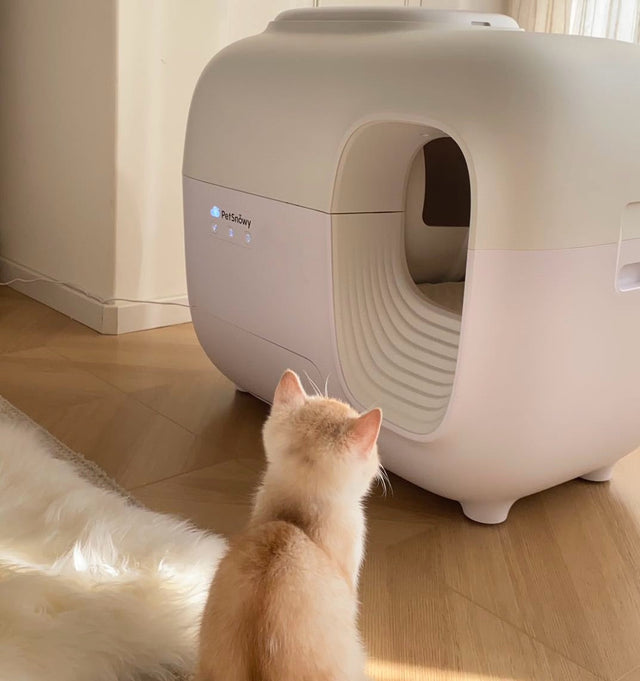 cat weight changes as early signs of health problems in cats