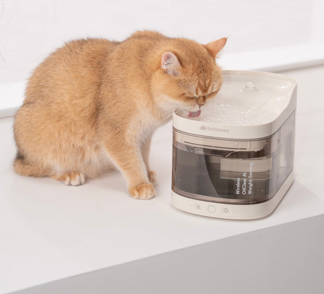 cat drinking from the petsnowy wireless cat fountain