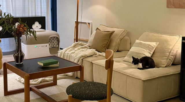 always clean litter bed with petsnowy litter box