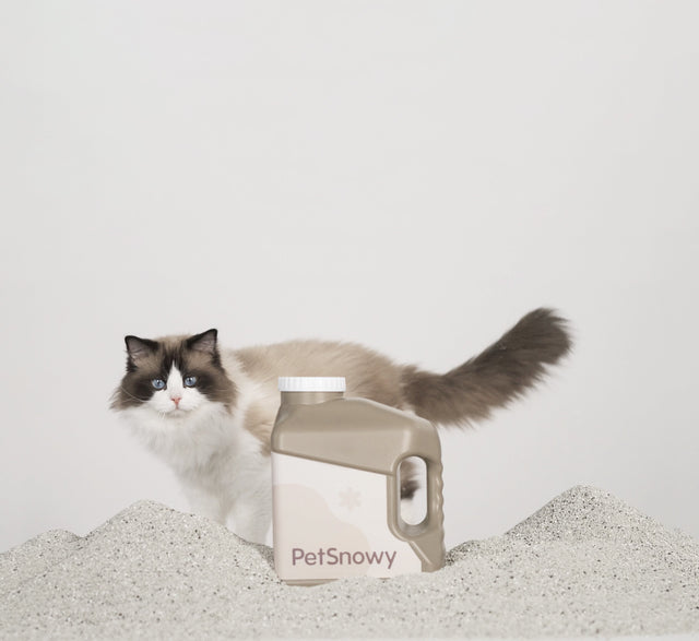 Cat using low-dust litter box in a clean home environment with improved air quality