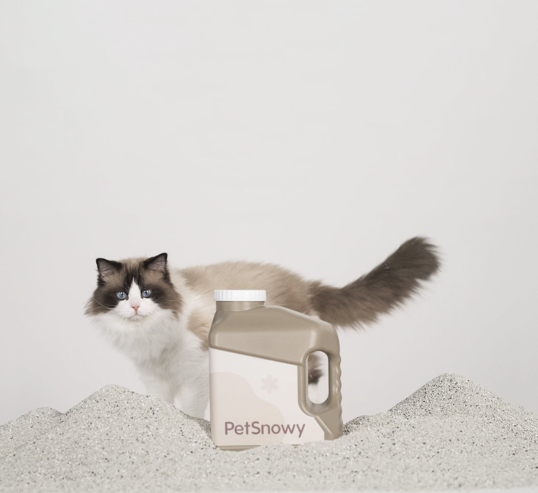 Cat using low-dust litter box in a clean home environment with improved air quality