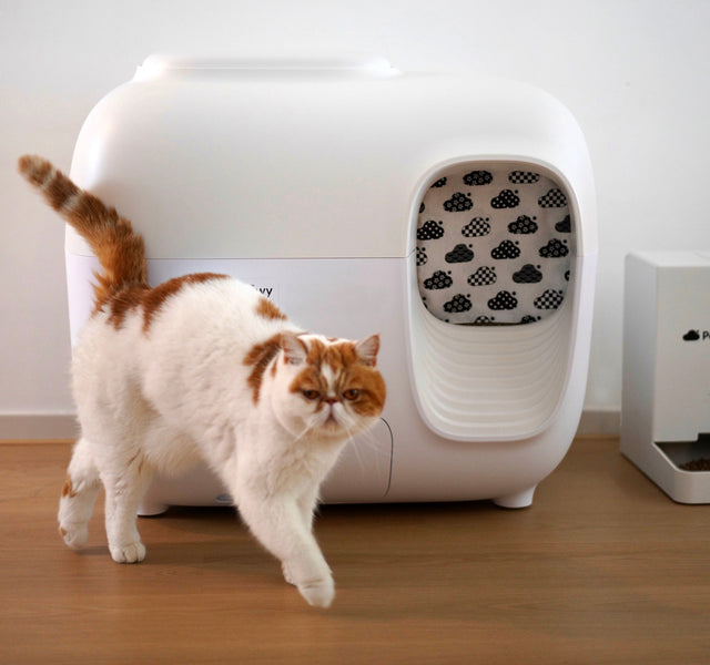 Zero-Barrier Smart Home for Your Senior Cat